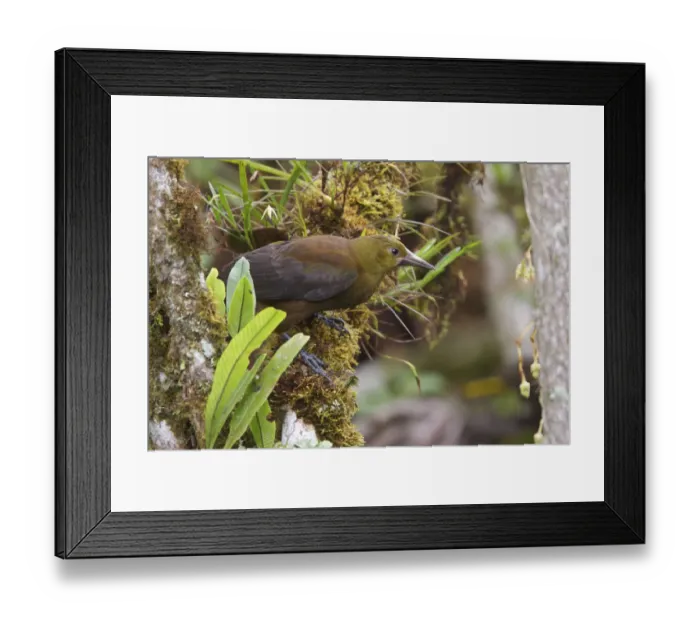 Framed Print : Crested Oropendola (Psarocolius decumanus), Ecuador Framed Print : Crested Oropendola (Psarocolius decumanus), Ecuador