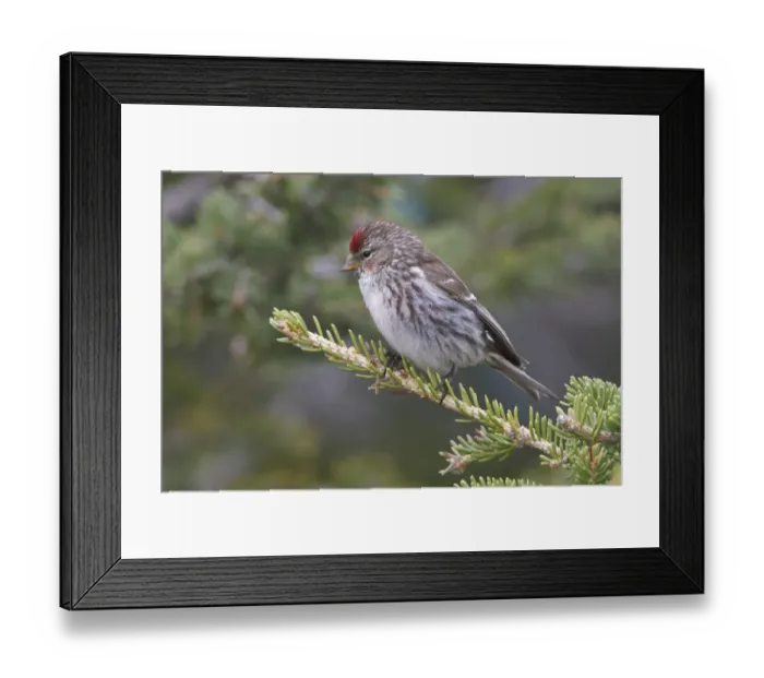 Framed Print : Common Redpoll (Acanthis flammea), Manitoba, Canada Framed Print : Common Redpoll (Acanthis flammea), Manitoba, Canada
