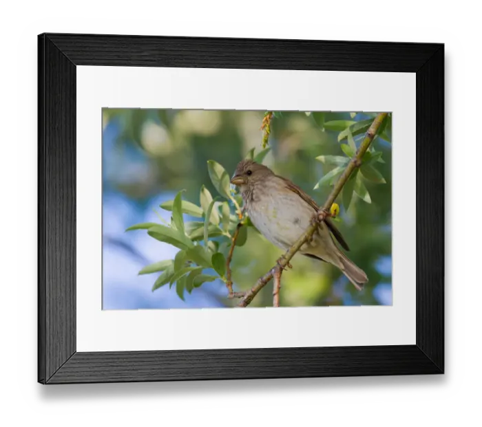Framed Print : Common Rosefinch (Carpodacus erythrinus) juvenile male, Bavaria, Germany Framed Print : Common Rosefinch (Carpodacus erythrinus) juvenile male, Bavaria, Germany