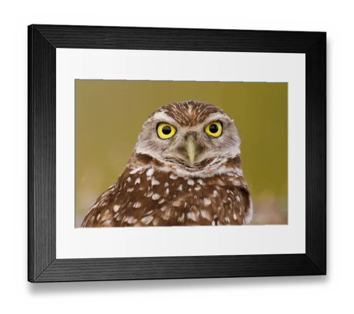 Framed Print : Burrowing Owl (Athene cunicularia), Florida, USA Framed Print : Burrowing Owl (Athene cunicularia), Florida, USA