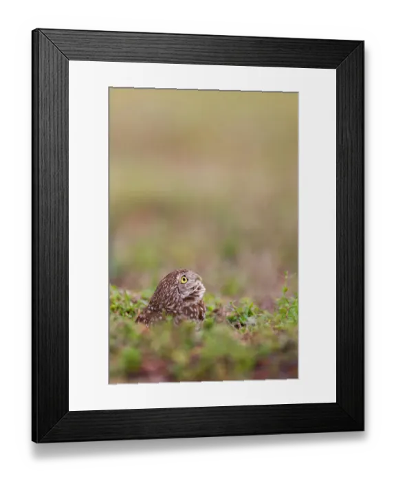Framed Print : Burrowing Owl (Athene cunicularia), Florida, USA Framed Print : Burrowing Owl (Athene cunicularia), Florida, USA