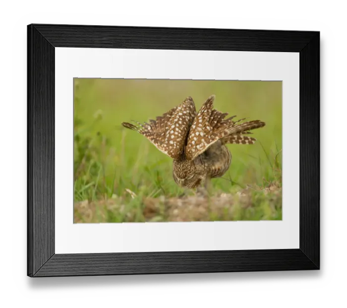 Framed Print : Burrowing Owl (Athene cunicularia), Florida, USA Framed Print : Burrowing Owl (Athene cunicularia), Florida, USA