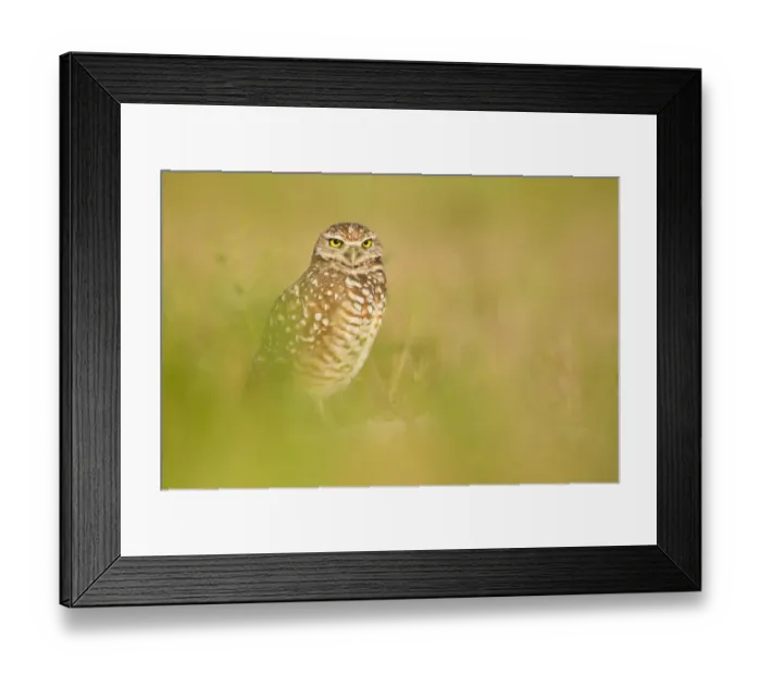 Framed Print : Burrowing Owl (Athene cunicularia), Florida, USA Framed Print : Burrowing Owl (Athene cunicularia), Florida, USA
