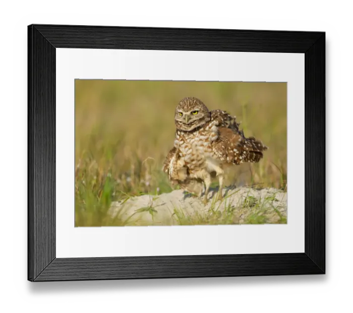 Framed Print : Burrowing Owl (Athene cunicularia), Florida, USA Framed Print : Burrowing Owl (Athene cunicularia), Florida, USA