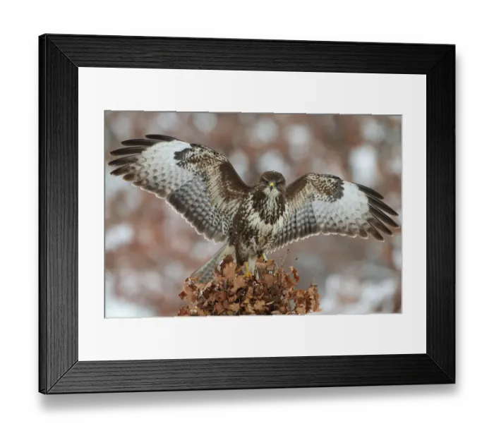 Framed Print : Common Buzzard (Buteo buteo), Saxony, Germany Framed Print : Common Buzzard (Buteo buteo), Saxony, Germany