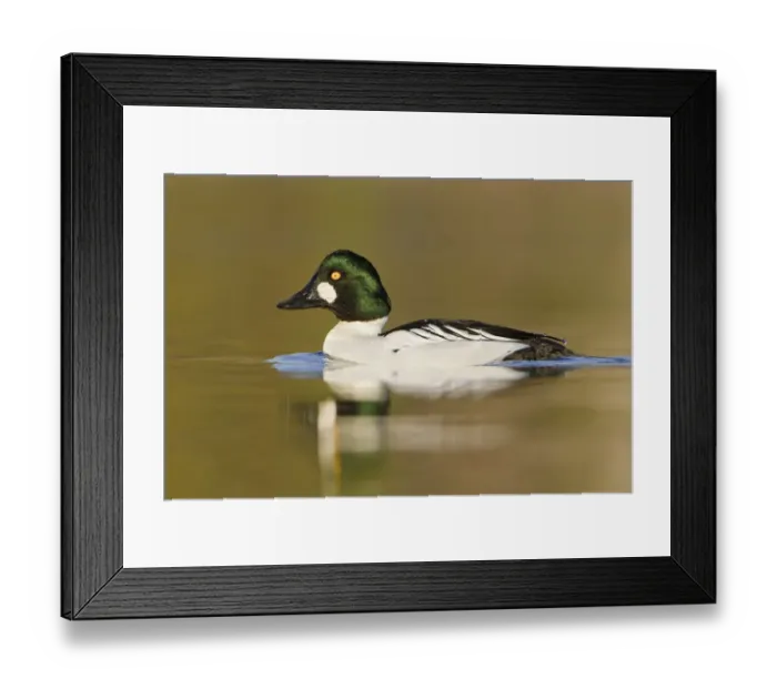 Framed Print : Common Goldeneye (Bucephala clangula) male, British Columbia, Canada Framed Print : Common Goldeneye (Bucephala clangula) male, British Columbia, Canada