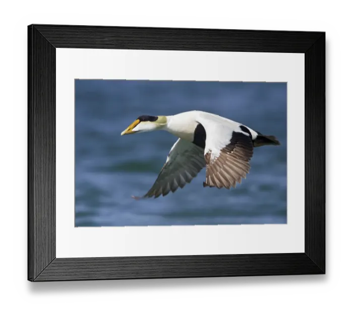 Framed Print : Common Eider (Somateria mollissima) male flying, Manitoba, Canada Framed Print : Common Eider (Somateria mollissima) male flying, Manitoba, Canada