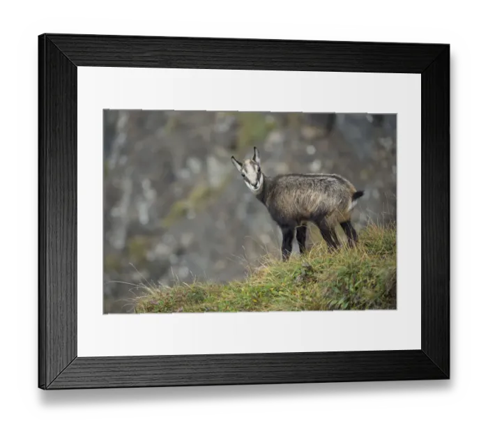 Framed Print : Chamois (Rupicapra rupicapra) immature standing at slope, Switzerland Framed Print : Chamois (Rupicapra rupicapra) immature standing at slope, Switzerland