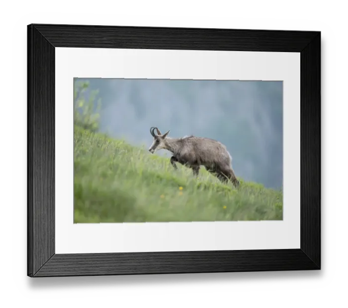Framed Print : Chamois (Rupicapra rupicapra) adult climbing in alpine meadow, France Framed Print : Chamois (Rupicapra rupicapra) adult climbing in alpine meadow, France