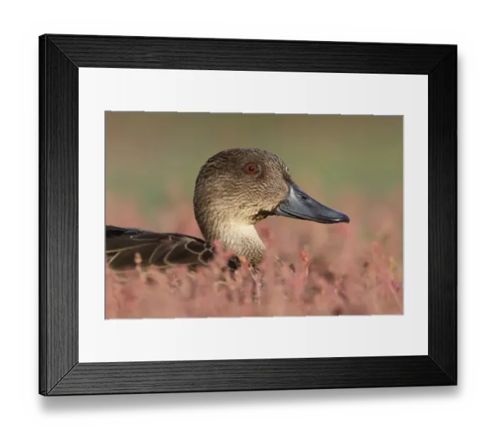 Framed Print : Chestnut Teal (Anas castanea) female, Victoria, Australia Framed Print : Chestnut Teal (Anas castanea) female, Victoria, Australia
