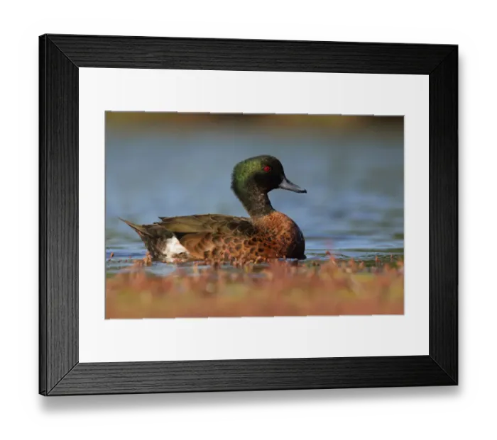 Framed Print : Chestnut Teal (Anas castanea) male, Victoria, Australia Framed Print : Chestnut Teal (Anas castanea) male, Victoria, Australia