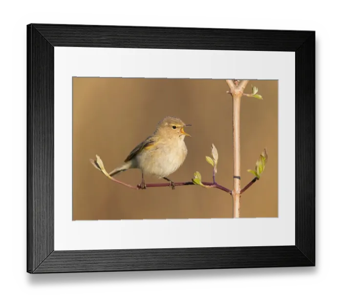 Framed Print : Common Chiffchaff (Phylloscopus collybita) singing, Germany Framed Print : Common Chiffchaff (Phylloscopus collybita) singing, Germany