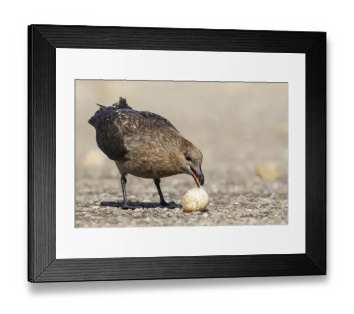Framed Print : Brown Skua (Stercorarius antarcticus lonnbergi) scavenge for food near a penguin colony Framed Print : Brown Skua (Stercorarius antarcticus lonnbergi) scavenge for food near a penguin colony