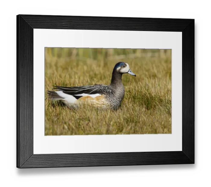 Framed Print : Chiloe Wigeon (Mareca sibilatrix) at the edge of a small pond, Falkland Islands Framed Print : Chiloe Wigeon (Mareca sibilatrix) at the edge of a small pond, Falkland Islands