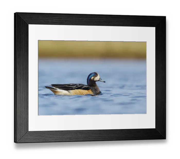 Framed Print : Chiloe Wigeon (Mareca sibilatrix) swimming on a small pond, Falkland Islands Framed Print : Chiloe Wigeon (Mareca sibilatrix) swimming on a small pond, Falkland Islands