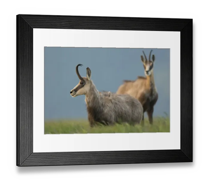 Framed Print : Chamois (Rupicapra rupicapra) two adults standing in alpine meadow, France Framed Print : Chamois (Rupicapra rupicapra) two adults standing in alpine meadow, France