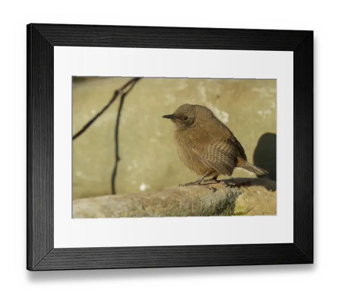 Framed Print : Cobbs Wren (Troglodytes cobbi) on rocky beach, Falkland Islands Framed Print : Cobbs Wren (Troglodytes cobbi) on rocky beach, Falkland Islands