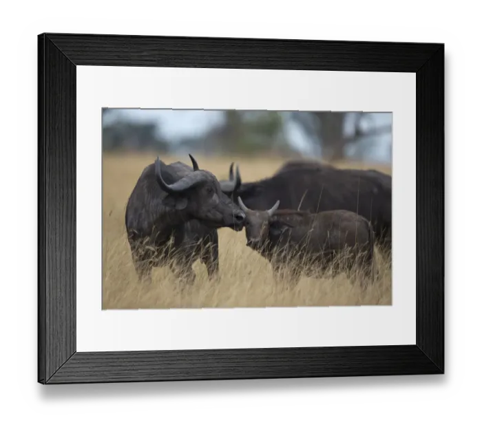Framed Print : Cape Buffalo (Syncerus caffer) mother and calf, Queen Elizabeth National Park, Uganda Framed Print : Cape Buffalo (Syncerus caffer) mother and calf, Queen Elizabeth National Park, Uganda