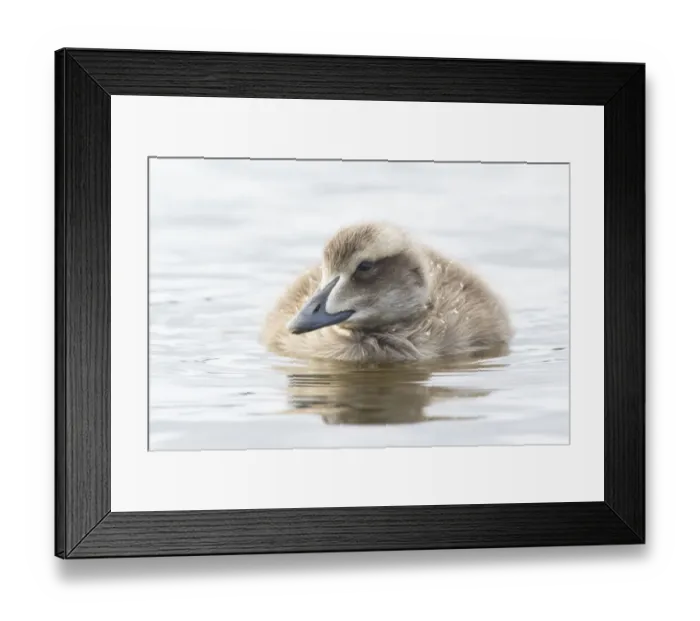 Framed Print : Common Eider (Somateria mollissima) juvenile, Iceland Framed Print : Common Eider (Somateria mollissima) juvenile, Iceland