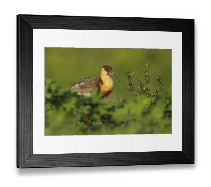 Framed Print : Buff-necked Ibis (Theristicus caudatus) feeding in a wetland area, Pantanal, Brazil