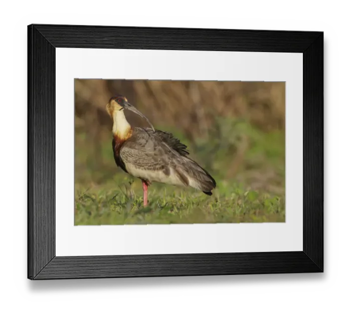 Framed Print : Buff-necked Ibis (Theristicus caudatus) feeding in a wetland area, Pantanal, Brazil Framed Print : Buff-necked Ibis (Theristicus caudatus) feeding in a wetland area, Pantanal, Brazil