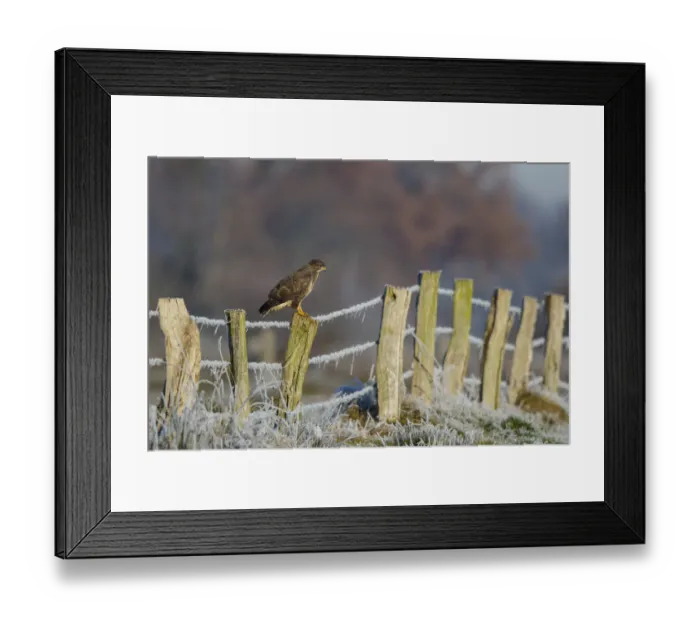 Framed Print : Common Buzzard (Buteo buteo) perched on a fence post, North Rhine-Westphalia, Germany Framed Print : Common Buzzard (Buteo buteo) perched on a fence post, North Rhine-Westphalia, Germany