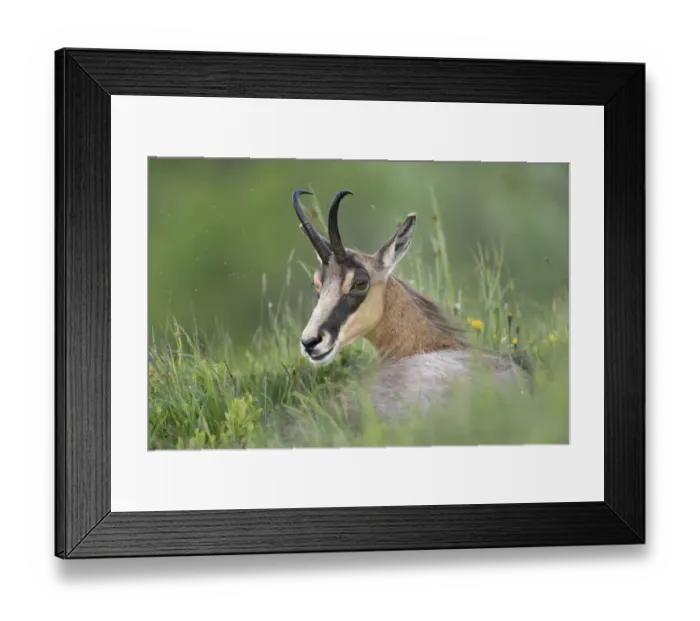 Framed Print : Chamois (Rupicapra rupicapra) adult lying in alpine meadow, France Framed Print : Chamois (Rupicapra rupicapra) adult lying in alpine meadow, France