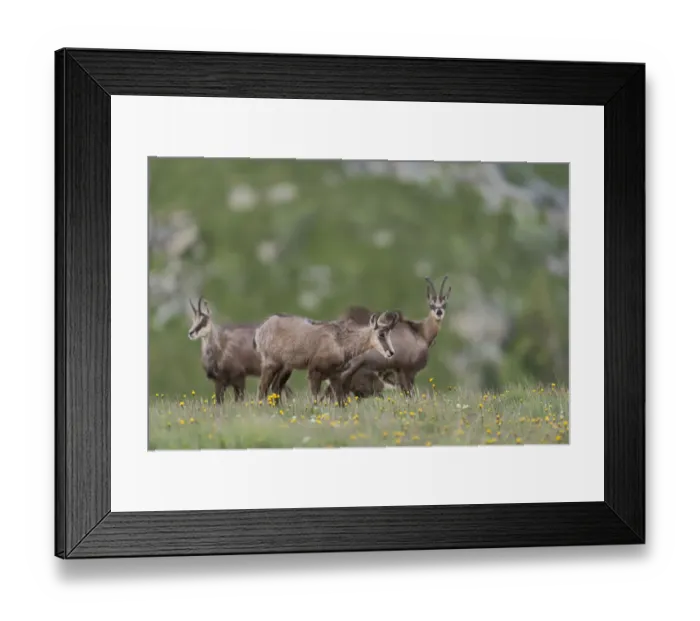 Framed Print : Chamois (Rupicapra rupicapra) group standing in alpine meadow, France Framed Print : Chamois (Rupicapra rupicapra) group standing in alpine meadow, France