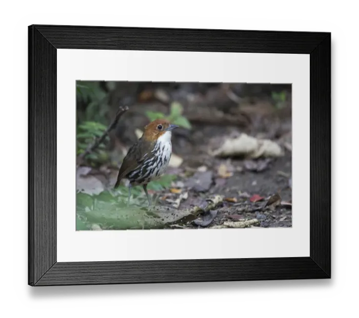 Framed Print : Chestnut-crowned Antpitta (Grallaria ruficapilla), Rio Blanco Nature Reserve, Colombia Framed Print : Chestnut-crowned Antpitta (Grallaria ruficapilla), Rio Blanco Nature Reserve, Colombia