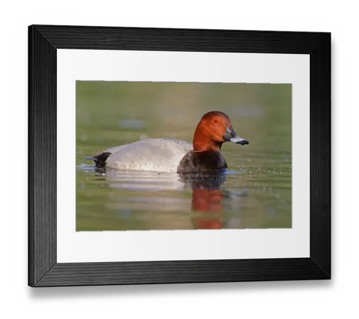 Framed Print : Common Pochard (Aythya ferina) male, Brandenburg, Germany Framed Print : Common Pochard (Aythya ferina) male, Brandenburg, Germany