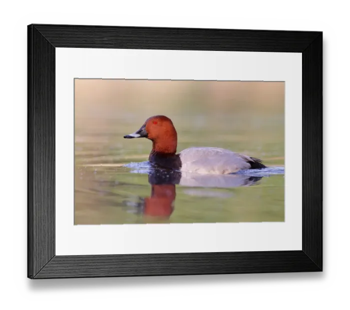 Framed Print : Common Pochard (Aythya ferina) male, Brandenburg, Germany Framed Print : Common Pochard (Aythya ferina) male, Brandenburg, Germany