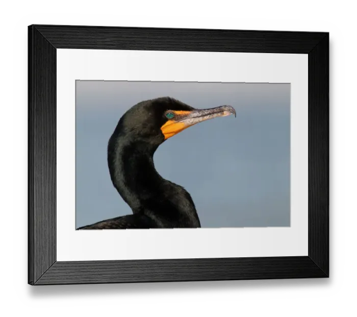 Framed Print : Double-crested Cormorant (Phalacrocorax auritus), Florida, USA Framed Print : Double-crested Cormorant (Phalacrocorax auritus), Florida, USA