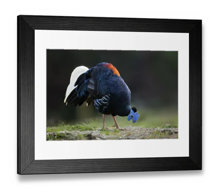 Framed Print : Crested Fireback (Lophura ignita rufa) male, Pahang, Malaysia Framed Print : Crested Fireback (Lophura ignita rufa) male, Pahang, Malaysia