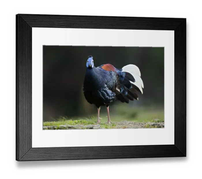 Framed Print : Crested Fireback (Lophura ignita rufa) male, Pahang, Malaysia Framed Print : Crested Fireback (Lophura ignita rufa) male, Pahang, Malaysia