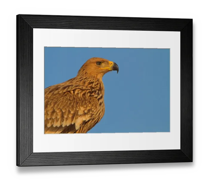 Framed Print : Eastern Imperial Eagle (Aquila heliaca), Oman Framed Print : Eastern Imperial Eagle (Aquila heliaca), Oman