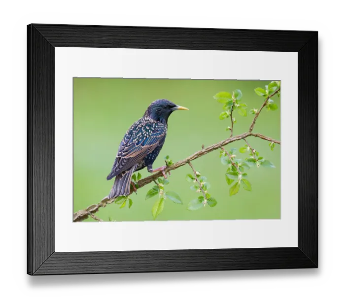 Framed Print : Common Starling (Sturnus vulgaris), Brandenburg, Germany Framed Print : Common Starling (Sturnus vulgaris), Brandenburg, Germany