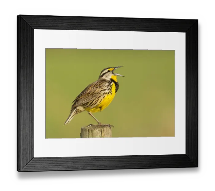 Framed Print : Eastern Meadowlark (Sturnella magna), Florida, USA Framed Print : Eastern Meadowlark (Sturnella magna), Florida, USA