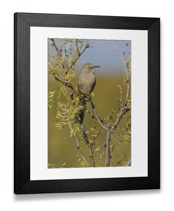Framed Print : Crissal Thrasher (Toxostoma crissale), New Mexico, USA Framed Print : Crissal Thrasher (Toxostoma crissale), New Mexico, USA