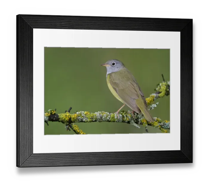 Framed Print : Connecticut Warbler (Oporornis agilis), Manitoba, Canada Framed Print : Connecticut Warbler (Oporornis agilis), Manitoba, Canada