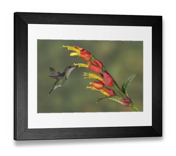 Framed Print : Crowned Woodnymph (Thalurania colombica), Costa Rica Framed Print : Crowned Woodnymph (Thalurania colombica), Costa Rica