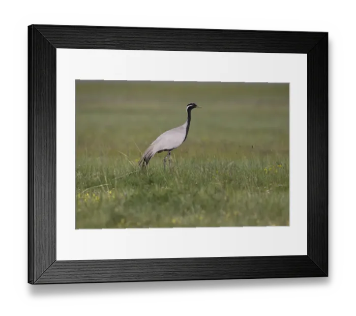 Framed Print : Demoiselle Crane (Grus virgo) foraging, Dornod Aimag, Mongolia Framed Print : Demoiselle Crane (Grus virgo) foraging, Dornod Aimag, Mongolia