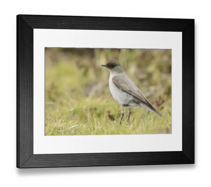 Framed Print : Dark-faced Ground Tyrant (Muscisaxicola maclovianus) perched on the ground, Falkland Framed Print : Dark-faced Ground Tyrant (Muscisaxicola maclovianus) perched on the ground, Falkland