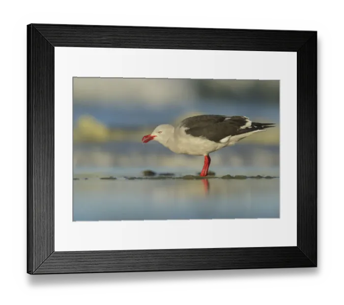 Framed Print : Dolphin Gull (Leucophaeus scoresbii) feeding on a beach, Falkland Islands Framed Print : Dolphin Gull (Leucophaeus scoresbii) feeding on a beach, Falkland Islands