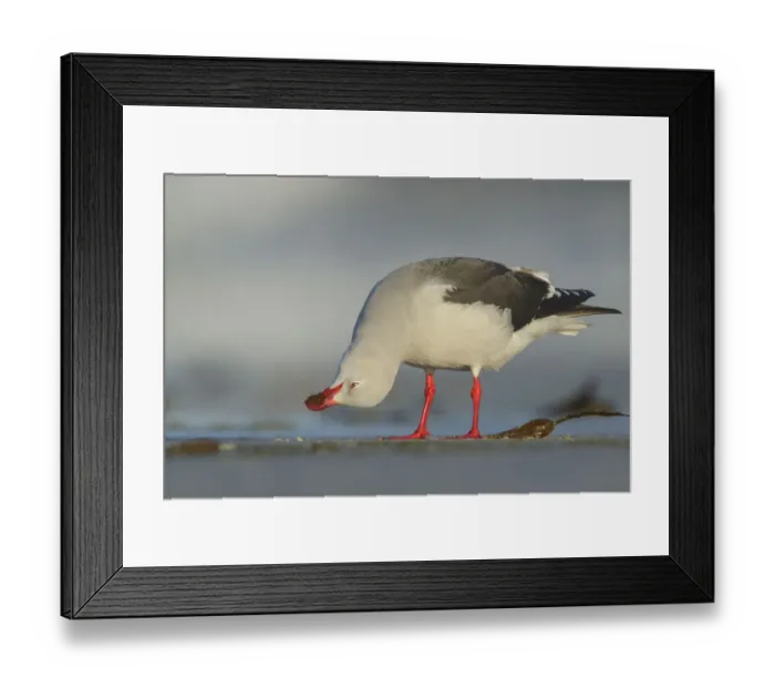 Framed Print : Dolphin Gull (Leucophaeus scoresbii) feeding on a beach, Falkland Islands Framed Print : Dolphin Gull (Leucophaeus scoresbii) feeding on a beach, Falkland Islands