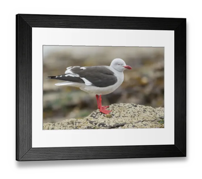 Framed Print : Dolphin Gull (Leucophaeus scoresbii) along the shoreline, Falkland Islands Framed Print : Dolphin Gull (Leucophaeus scoresbii) along the shoreline, Falkland Islands
