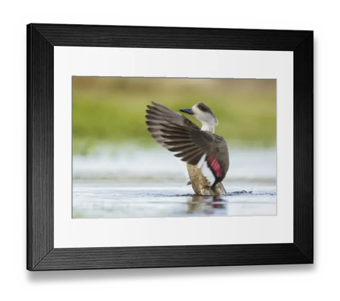 Framed Print : Crested Duck (Lophonetta specularioides) flapping on a small pond, Falkland Islands Framed Print : Crested Duck (Lophonetta specularioides) flapping on a small pond, Falkland Islands