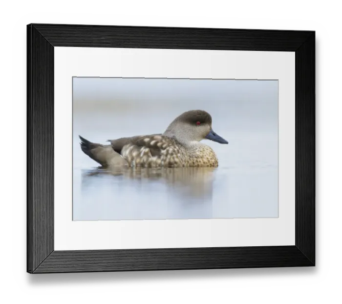 Framed Print : Crested Duck (Lophonetta specularioides) on a small pond, Falkland Islands Framed Print : Crested Duck (Lophonetta specularioides) on a small pond, Falkland Islands