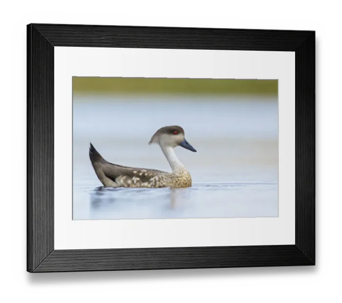 Framed Print : Crested Duck (Lophonetta specularioides) on a small pond, Falkland Islands Framed Print : Crested Duck (Lophonetta specularioides) on a small pond, Falkland Islands