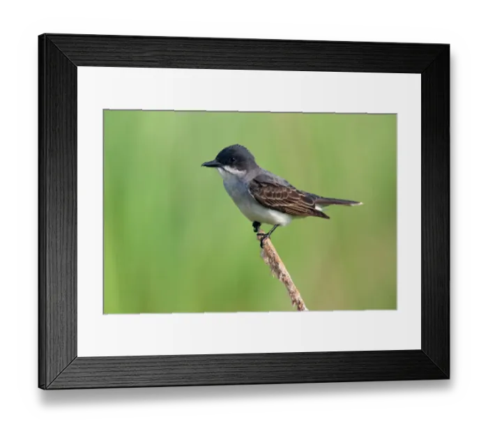 Framed Print : Eastern Kingbird (Tyrannus tyrannus), Texas, USA Framed Print : Eastern Kingbird (Tyrannus tyrannus), Texas, USA