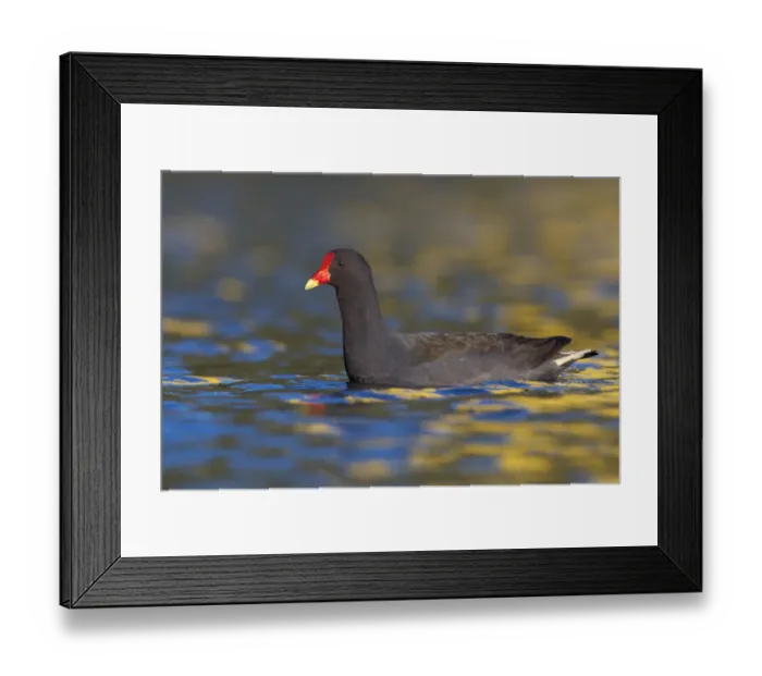 Framed Print : Dusky Moorhen (Gallinula tenebrosa), Victoria, Australia Framed Print : Dusky Moorhen (Gallinula tenebrosa), Victoria, Australia